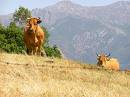 asturian-cow2